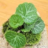 (観葉)苔盆栽 抗火石鉢植え ユキノシタ (1鉢) 本州・四国限定[生体]