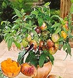 100 mini sweet melon seeds Melon Tree Non GMO-Organic Fruit and vegetable seeds for DIY home garden