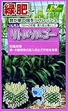 カネコ種苗 緑肥タネ557 リトルソルゴー 10袋セット