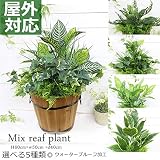屋外対応◎ ウォータープルーフ加工 造花 プランター 屋外仕様 人工観葉植物 フェイクグリーン 木製鉢 寄せ植え 造花 選べる5種類 ディフェンバキア ポトス ゼブラ バラン 造花 装飾 施設 店舗 