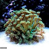 ハナガササンゴの飼育方法 餌 水流 水質 光 毒 通販 マリンアクアリウム総合情報サイト