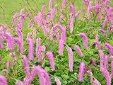 【1年間枯れ保証】【山野草】カライトソウ　9.0cmポット