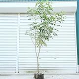 庭木：シマトネリコ　*単木　樹高：約170ｃｍ　全高：約180ｃｍ　佐川急便大型商品発送！