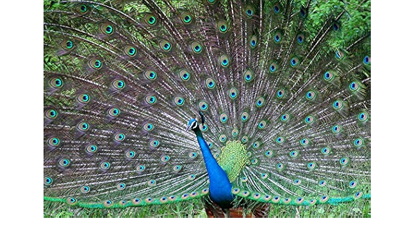 Amazon 孔雀の壁紙 動物の壁紙 キャンバス ステッカー 印刷 壁紙ポスター はがせるシール式 写真 特大 絵画 壁飾り1cmx80cm ウォールステッカー オンライン通販