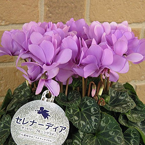 シクラメンの育て方 花の手入れの方法や夏越しのコツまで詳しく解説 農業 ガーデニング 園芸 家庭菜園マガジン Agri Pick