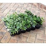 ヘデラ（アイビー）：ミックス3号ポット 24株セット[寄せ植えに！] ノーブランド品