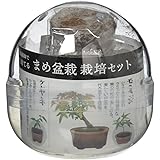 聖新陶芸 育てるカプセル まめ盆栽 サイズ:約φ70 H65 GD-954
