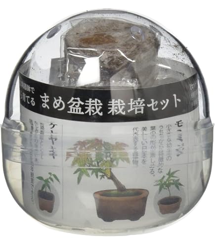 Amazon｜貴風盆栽、赤石五葉松、石付け 目立った傷や汚れ無し｜観葉