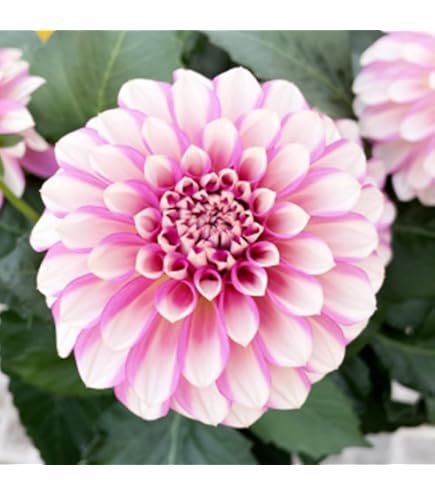 Amazon｜皇帝ダリア苗｜観葉植物 オンライン通販