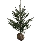 相馬グリーン(Somagreen) もみの木 ウラジロモミ 樹高1.0m前後 (根鉢含まず) - クリスマスツリーに