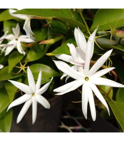 プルメリア 楽天市場】プルメリア シンガポールホワイト 4号鉢（直径12cm