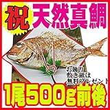 お食い初め 鯛 祝い鯛 天然真鯛 １尾500g前後(約30ｃｍ） 冷蔵 敷き紙とお飾り無料