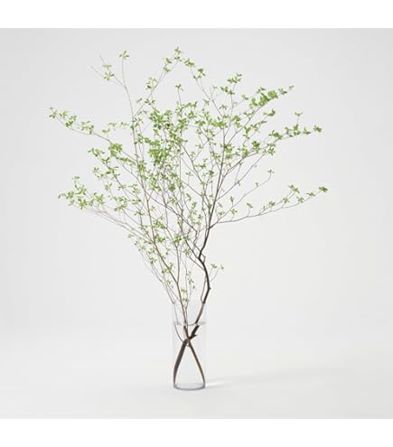 Amazon｜花木屋 アセビ 生花 枝もの 120cm｜切り花 オンライン通販