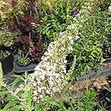 ブッドレア 苗木 ホワイトプロフュージョン 13.5cmポット苗 3年生苗 ブットレア 苗