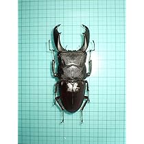 ヒラタクワガタ ラオス産 標本 Amazon.co.jp: 標本スラウェシオオヒラタクワガタ スラウェシ島