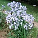 アガパンサス：オーシャンブルー3.5号ポット2株セット*[迫力のある宿根草] ノーブランド品