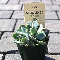 Amazon｜ジャシリー 2.5号鉢【品種で選べる多肉植物/1個売り】学名 
