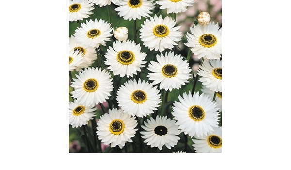 Amazon 販売終了商品 花