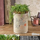 ディズニー 観葉植物 CANプランツ「ふしぎの国のアリス WONDERLAND GIRL(リプサリス)」 日比谷花壇