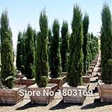 Hot selling 100 seeds/pack Cypress trees seeds Conifer seeds home garden