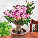 Genuine Desert Rose Seeds 1pcs Adenium Obesum Seeds Flower Bonsai Seeds Air Purification Home Garden
