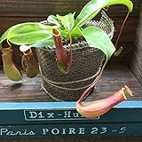値下げ ウツボカズラ☆ネペンシス☆食虫植物☆観葉植物