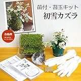苔玉キット　苗つき　初雪カズラ（はつゆきかずら）