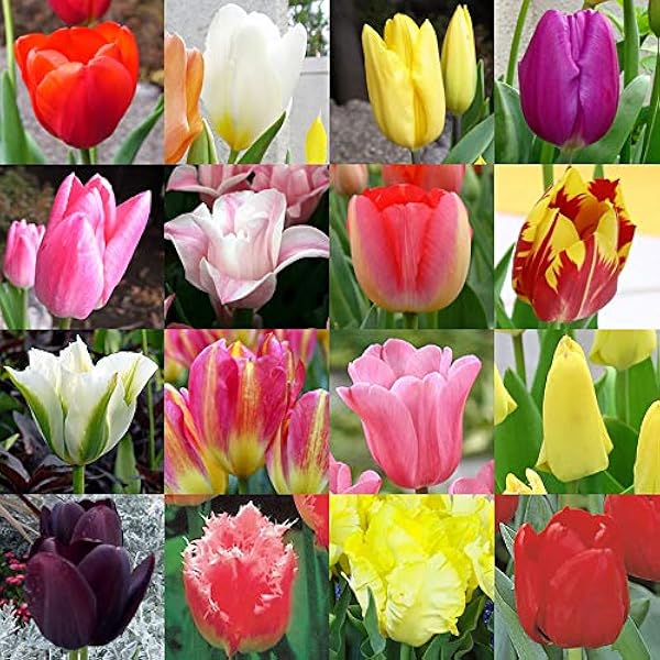 Amazon Co Jp チューリップの球根ミックス球 最低でも7 8種は入れますよ お一人2セットまで 沖縄 他品同梱不可 離島は別途差額運賃が500円かかります ホーム キッチン