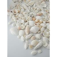 Amazon.co.jp: 【貝殻の問屋さん】貝殻セット ミックスシェル（約10