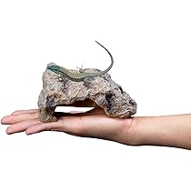 Amazon | Archnote 爬虫類 レオパ シェルター トカゲ カナヘビ