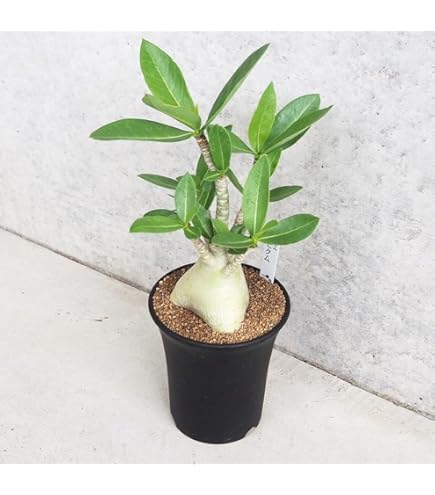 Amazon.co.jp: PLANCHU 多肉植物 アガベ パリー トランカータ 3.5号