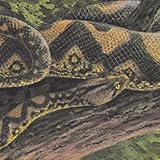 AMBIENT BLACK MAGIC [2LP+10INCH] [Analog]