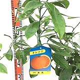 オレンジ 苗木 清見オレンジ 13.5cmポット苗 きよみオレンジ オレンジ 苗