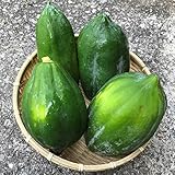 沖縄産　青パパイヤ　約2kg（2玉～6玉）ご自宅用　ここち琉球発