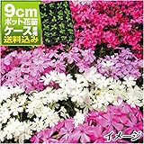 国華園　ケース花苗 シバザクラミックス(無選別) 24株【※発送が国華園からの場合のみ正規品です】