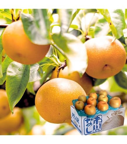 Amazon.co.jp: 千葉梨 梨 約5kg 幸水 秀品～優品 贈答規格 出荷量全国