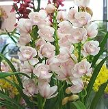 シンピジューム鉢植え ピンク 4本立ち