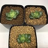 多肉植物：ハオルチア　大玉グリーンNTオブツーサ*4cm