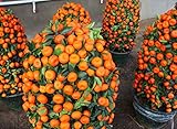 50 seeds/pack Potted Edible Fruit Seeds Bonsai Climbing Orange Tree Seeds