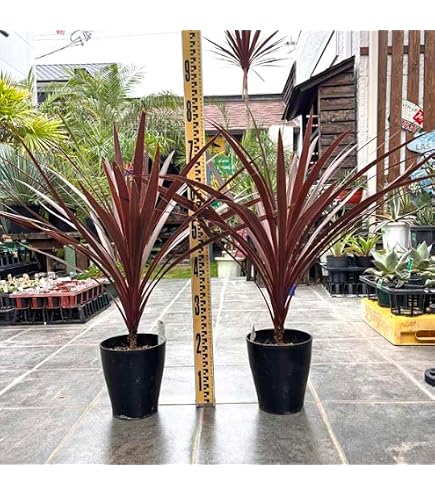 Amazon | コルジリネ レッドスター 全長60CM前後 | 植木