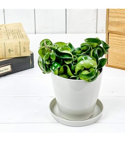 Amazon.co.jp: PLANCHU 観葉植物 ホヤ マチルダ 4号鉢 受け皿