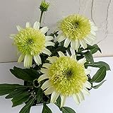 エキナセア（バレンギク）：ハニーデュー3.5号ポット[グリーン系八重のエキナセア！] ノーブランド品