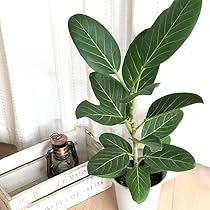 観葉植物 フィカス ベンガレンシス 6号鉢 人気の曲がりタイプ 極上品 優良株 観葉植物 フィカス ベンガレンシス 6号鉢 人気の曲がりタイプ