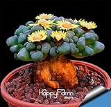 New Seeds 2015!10pcs/Bag Aurora ball Cactus Seeds bonsai Succulent Plant rare flower Seeds bonsai fo