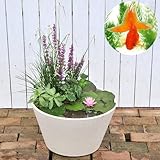 (ビオトープ/睡蓮)はじめての睡蓮セット(睡蓮桃+メダカ睡蓮鉢ベージュ+よりなし琉金+浮き草他)1セット 説明書付オリジナル 本州・四国限定[生体]