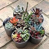 多肉植物・寄せ植え2.5号ポット 6株セット ノーブランド品