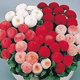 国華園　プラグ花苗 ポンポンデージーミックス （70本入・花色無選別）【※発送が国華園からの場合のみ正規品です】