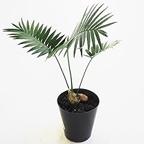 Amazon｜ITANSE ディオーン スピヌロスム 6号 1個売り