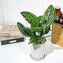 ※希少※モンステラ　シャトルウィング　ココスティック仕立て　４号鉢 希少※モンステラ シャトルウィング ココスティック仕立て 4号鉢 希少