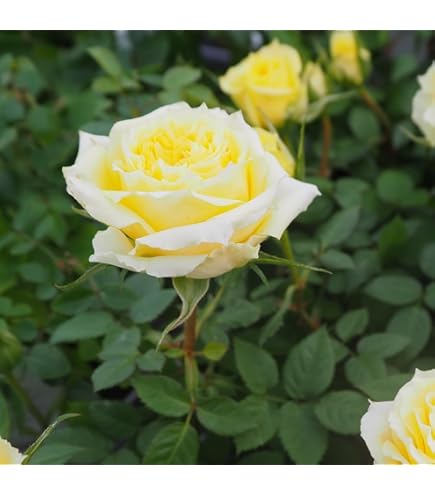 Amazon.co.jp: 《国産Aグレード品 バラ切り接ぎ用台木》 ノイバラ (5本